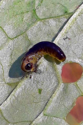 Caliroa cerasi